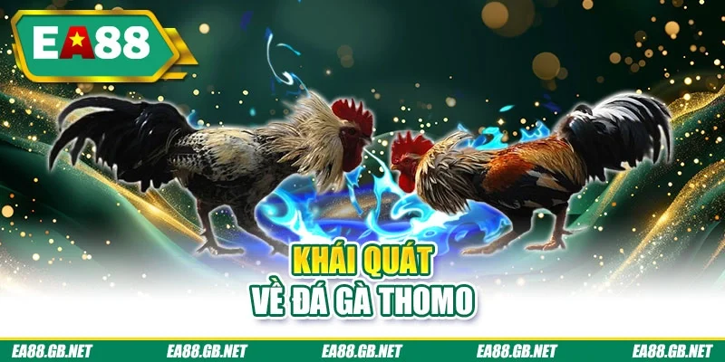 Khái quát về đá gà thomo