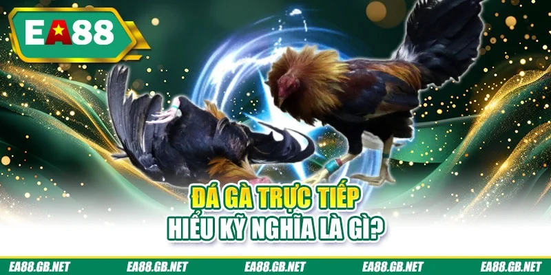 Đá gà trực tiếp hiểu kỹ nghĩa là gì?