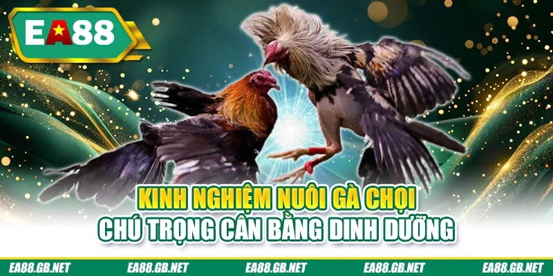 Kinh nghiệm nuôi gà chọi chú trọng cân bằng dinh dưỡng