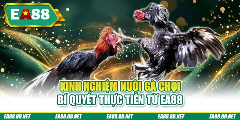 Kinh nghiệm nuôi gà chọi